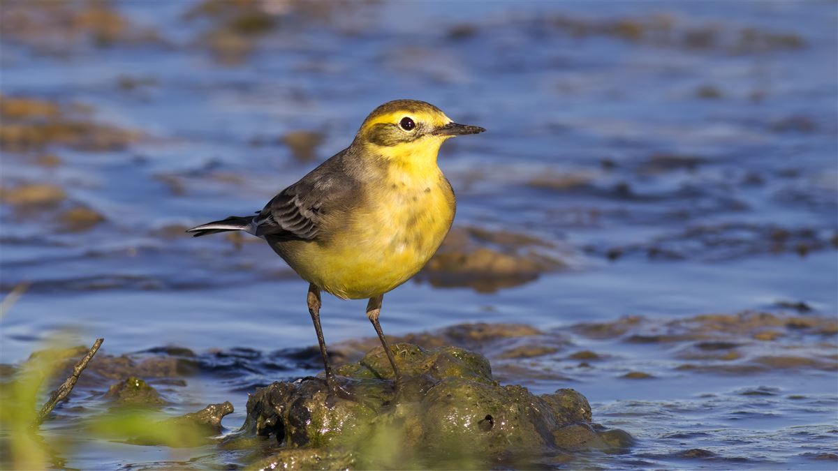 Citrine Wagtail