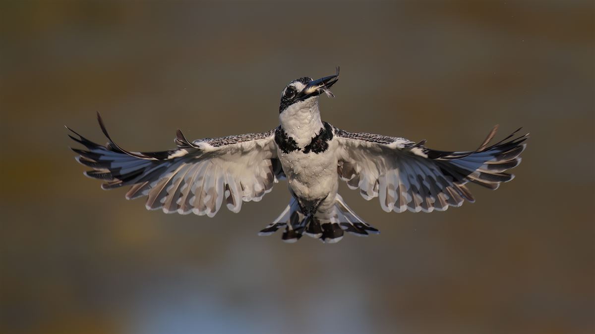 Pied Kingfisher