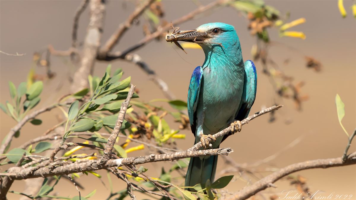 European Roller