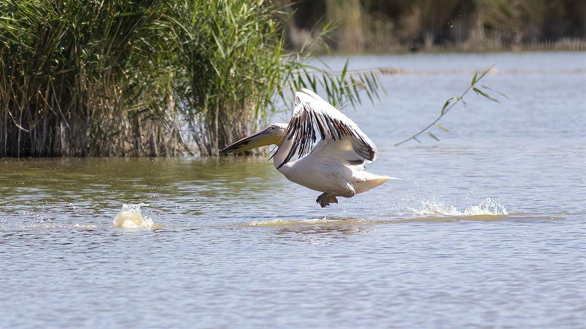 Great White Pelican
