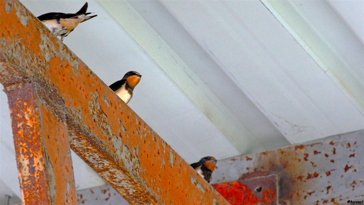 Barn Swallow