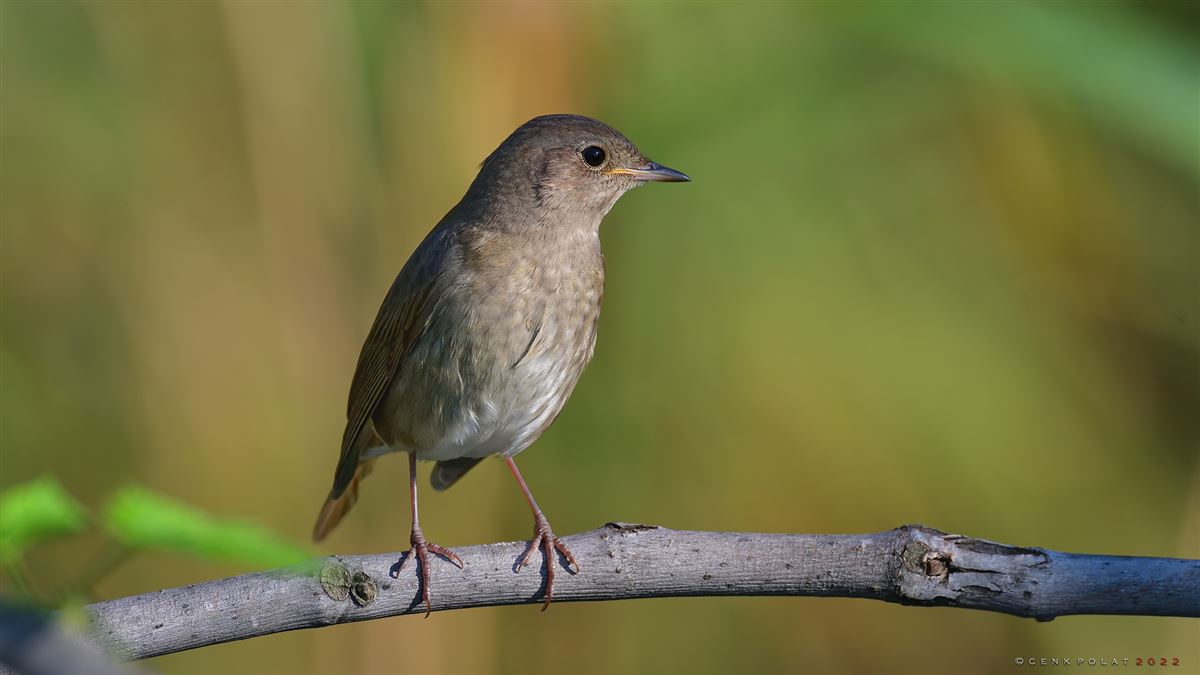 Thrush Nightingale