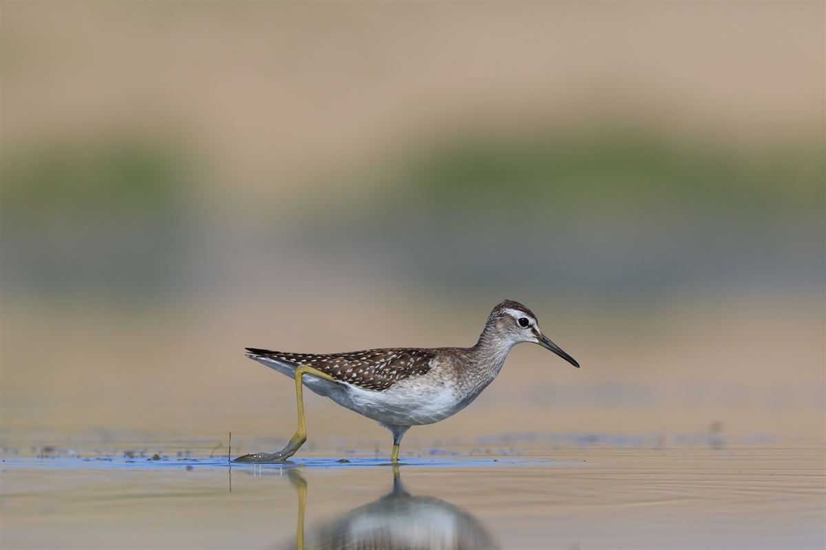 Wood Sandpiper