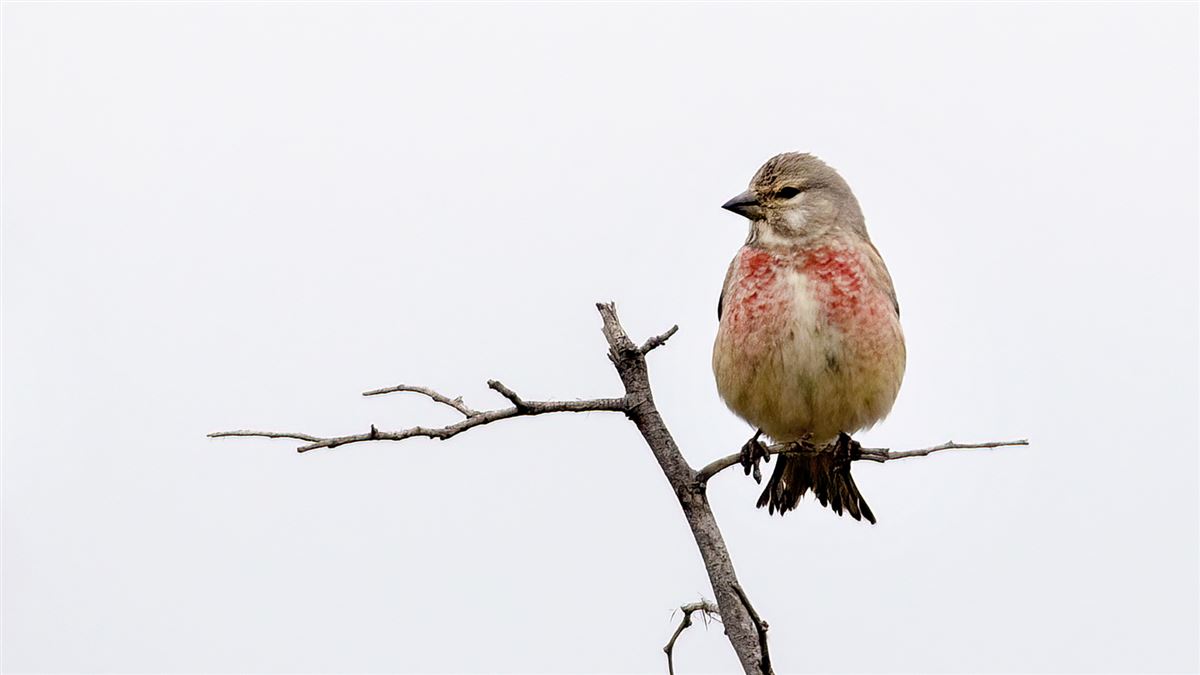Common Linnet