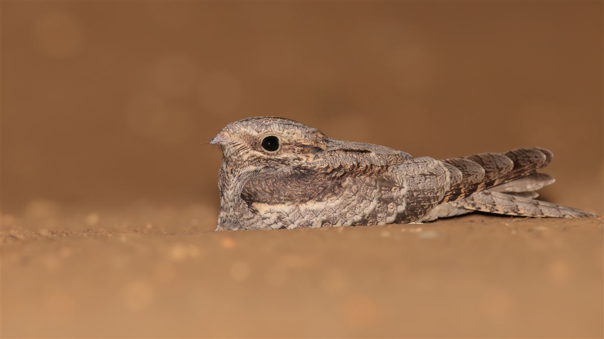 European Nightjar