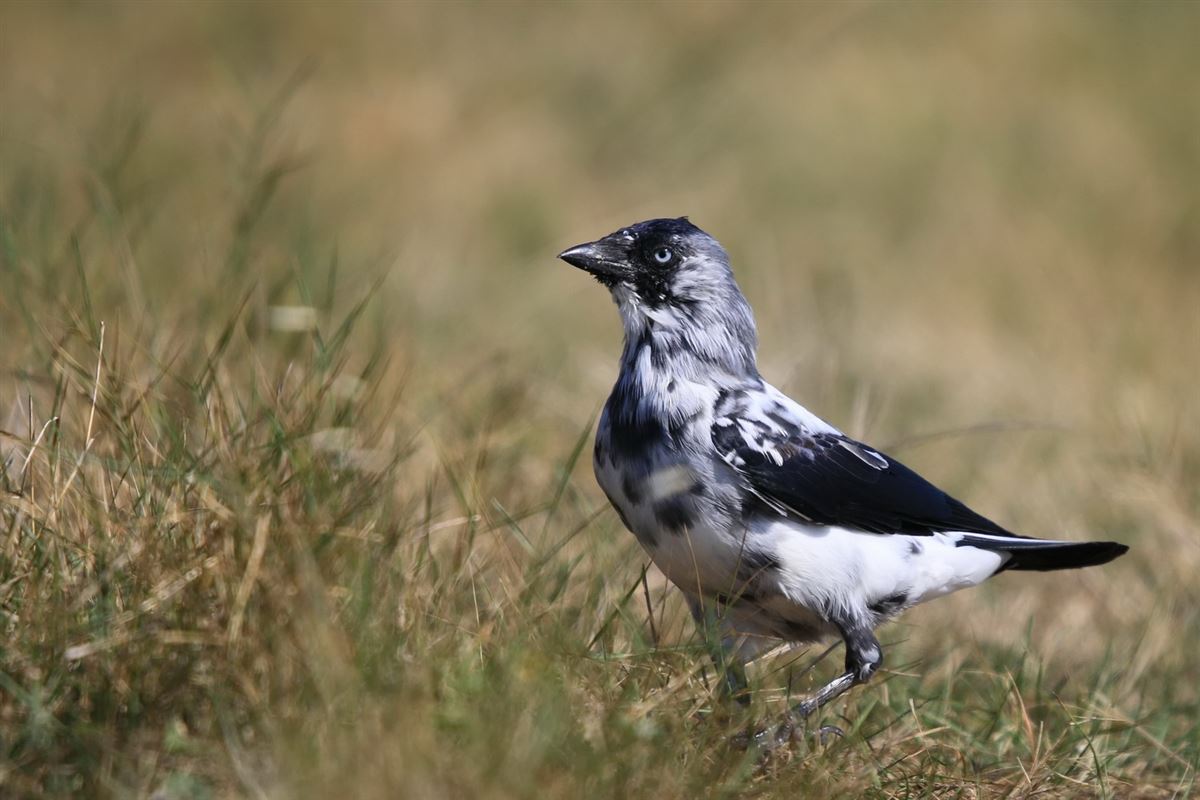 Western Jackdaw