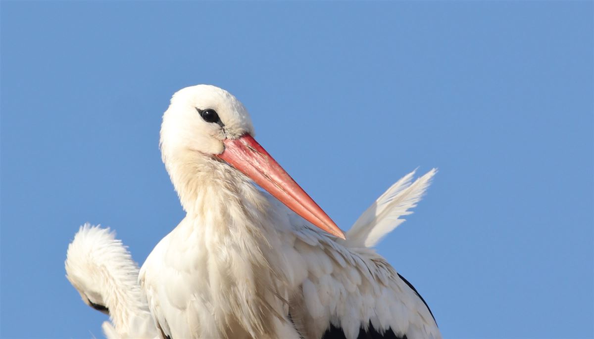 White Stork