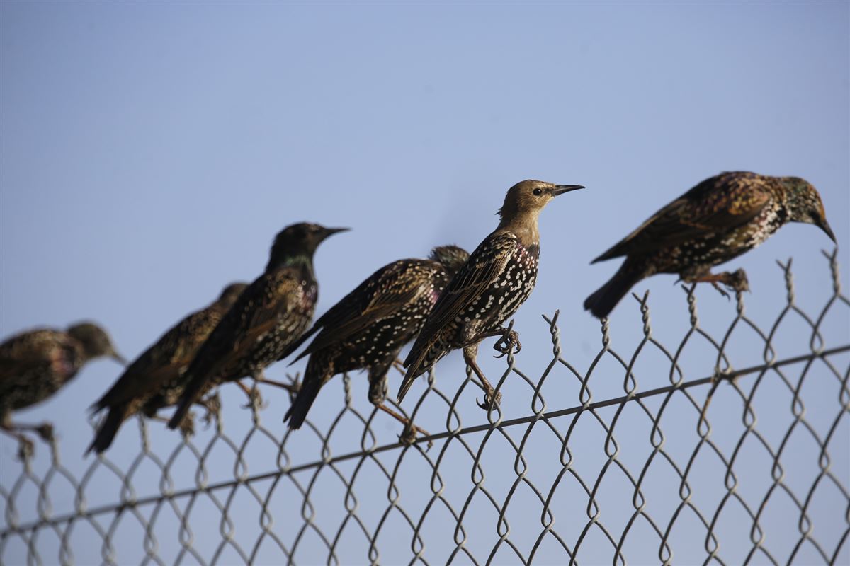 Common Starling