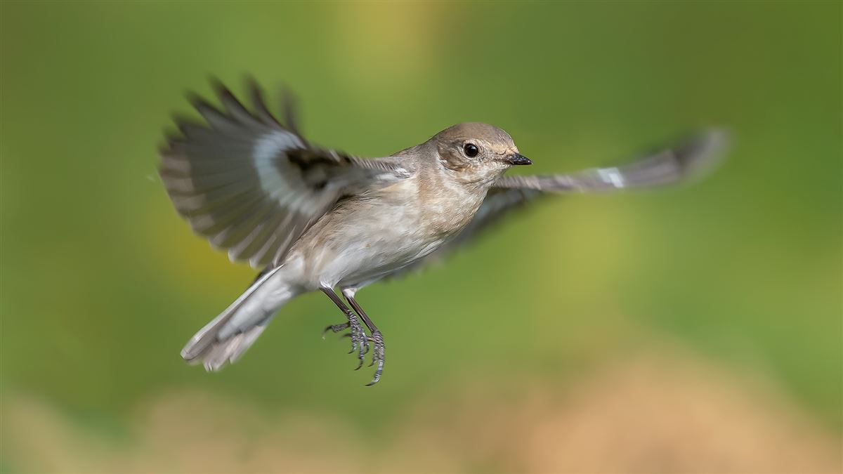 Collared Flycatcher