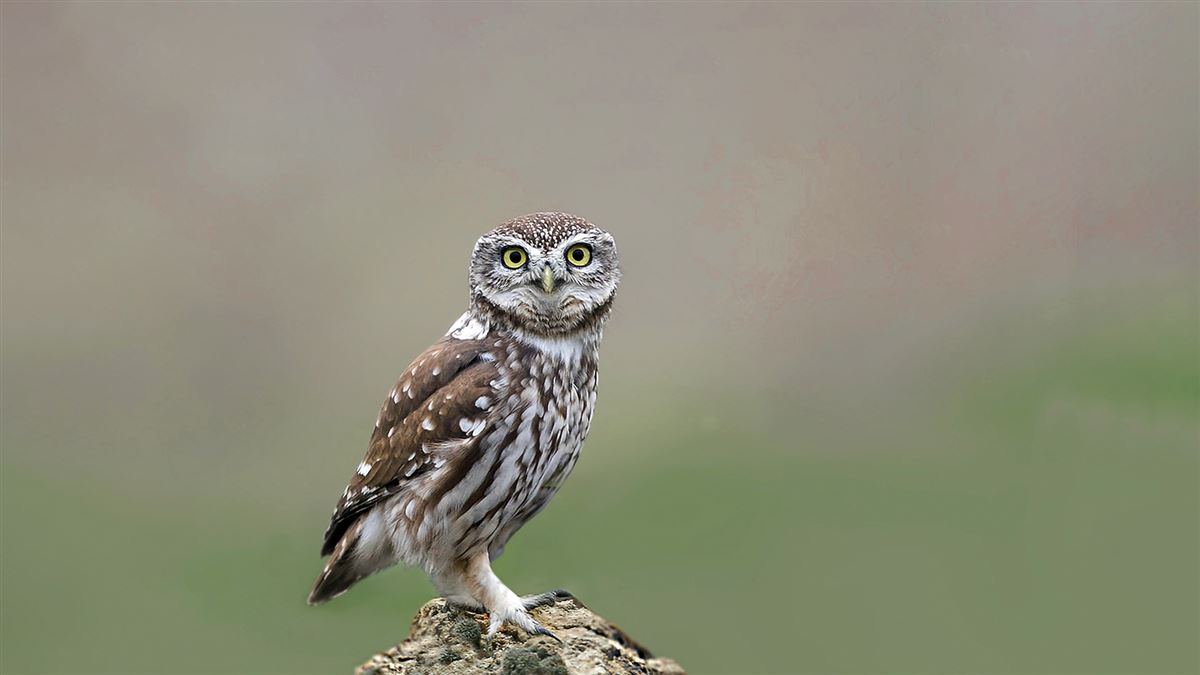 Little Owl