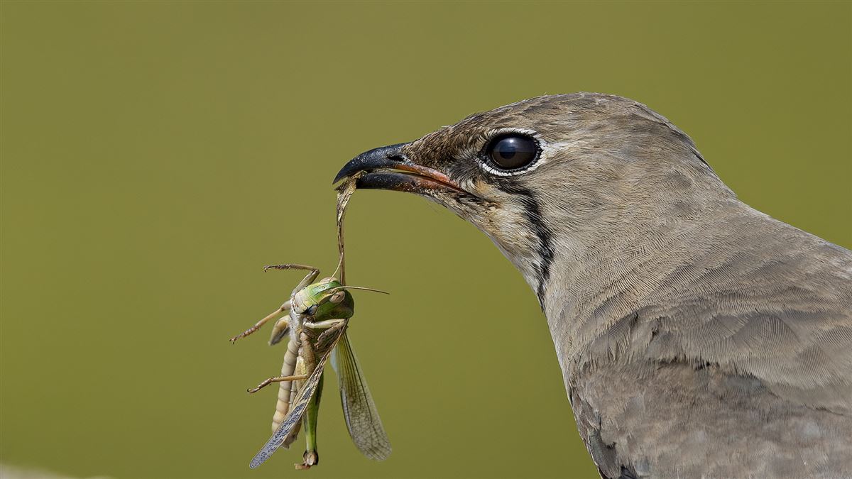 Collared Pratincole