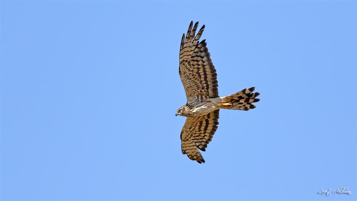 Montagu`s Harrier