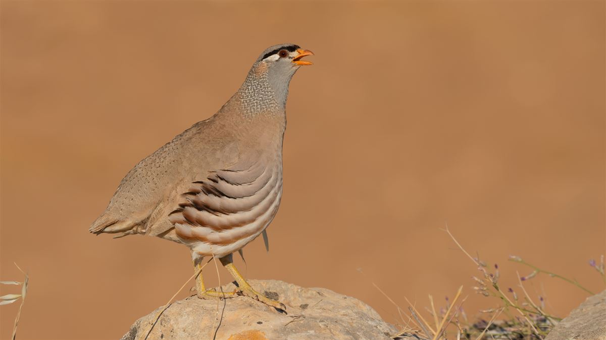 See-see Partridge