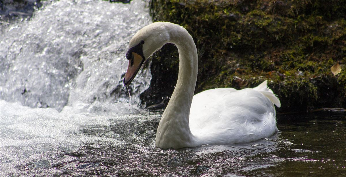 Mute Swan