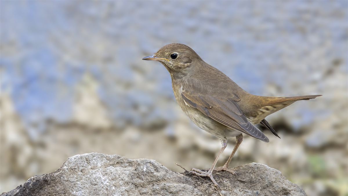 Thrush Nightingale