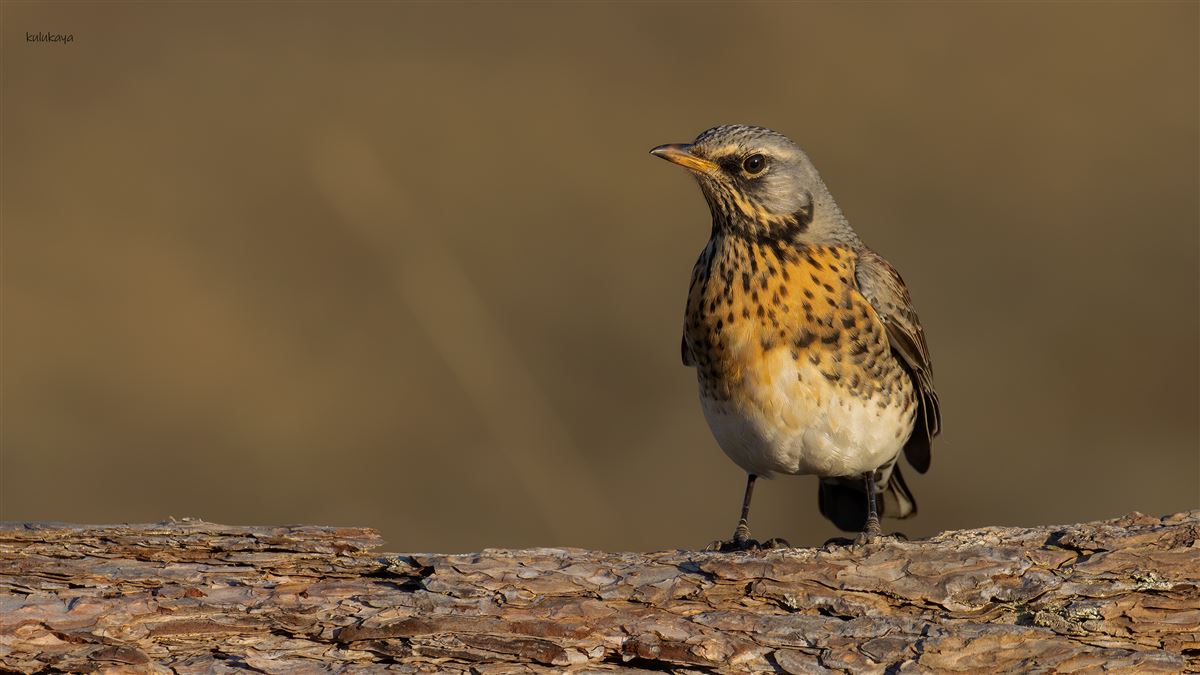 Fieldfare