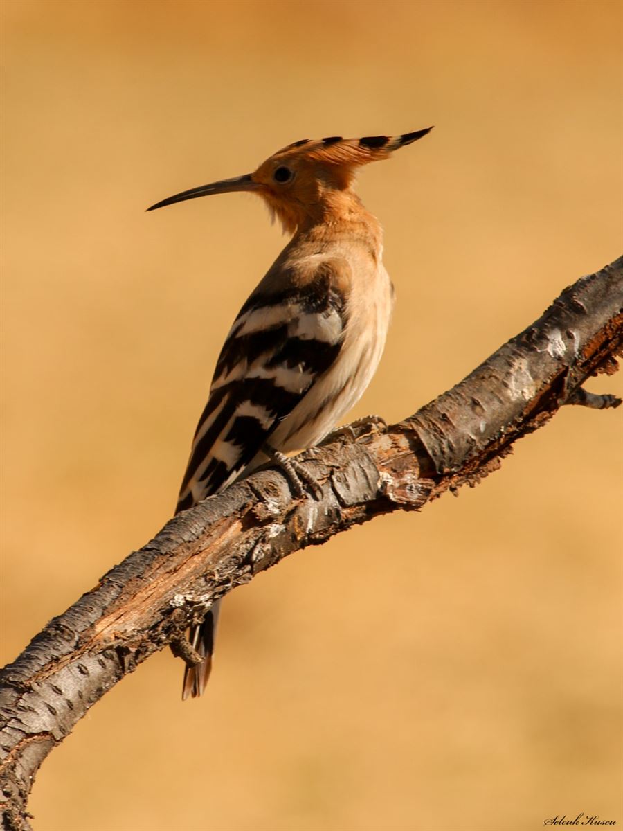 Common Hoopoe