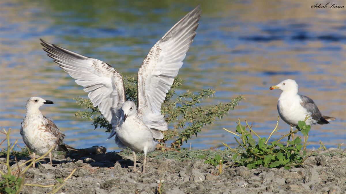 Armenian Gull