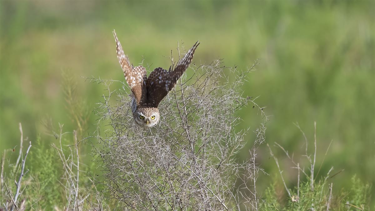 Little Owl