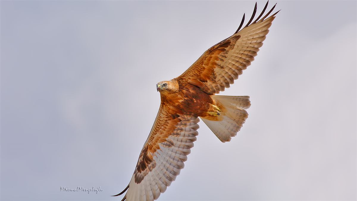 Long-legged Buzzard