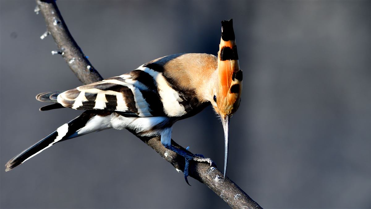 Common Hoopoe