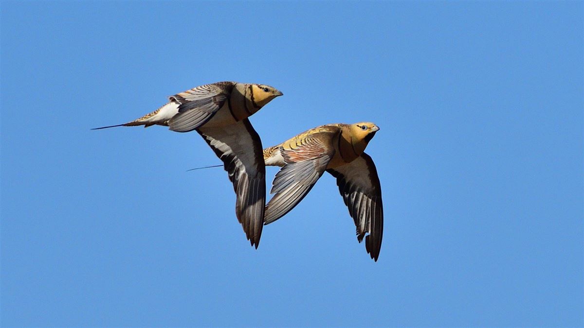 Pin-tailed Sandgrouse