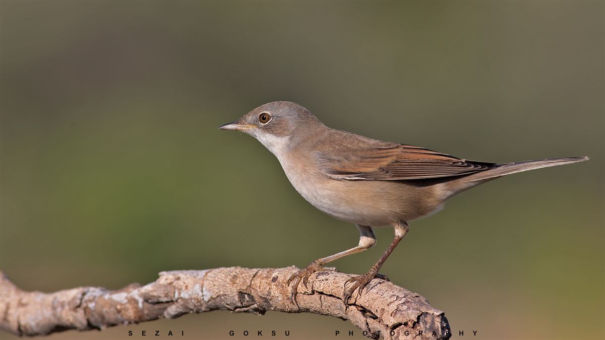 Common Whitethroat