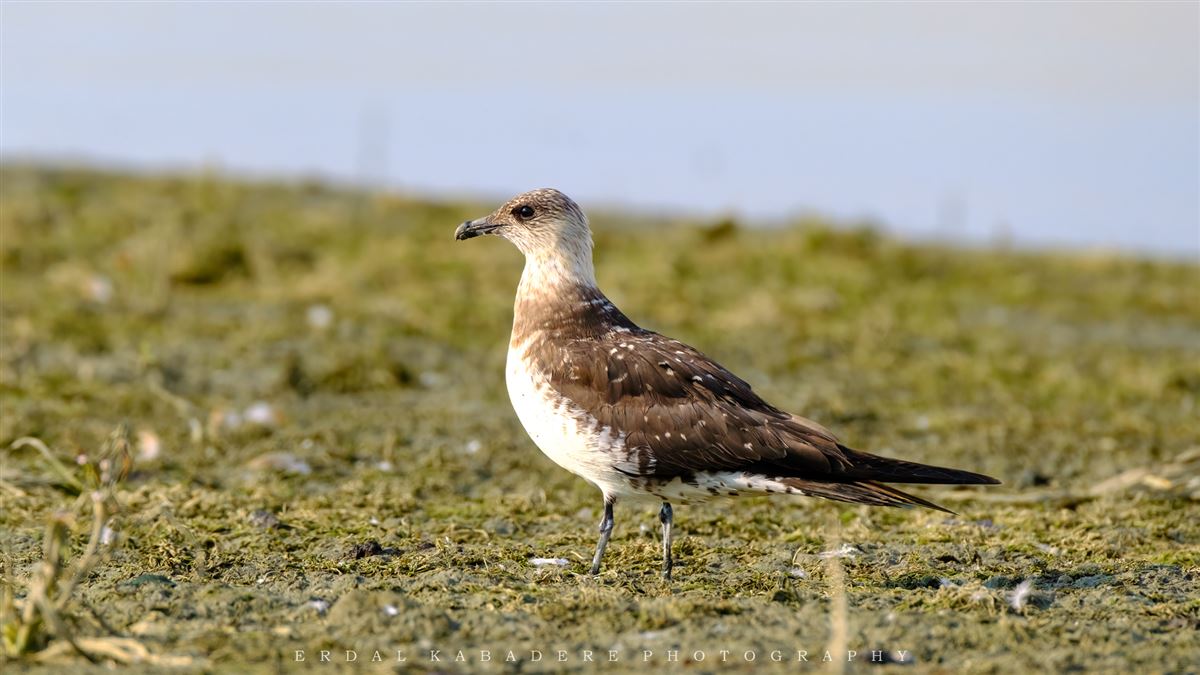Parasitic Jaeger