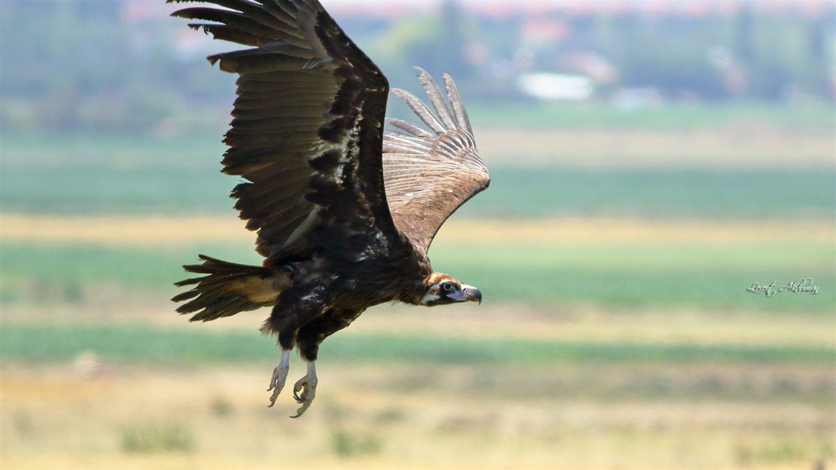 Cinereous Vulture