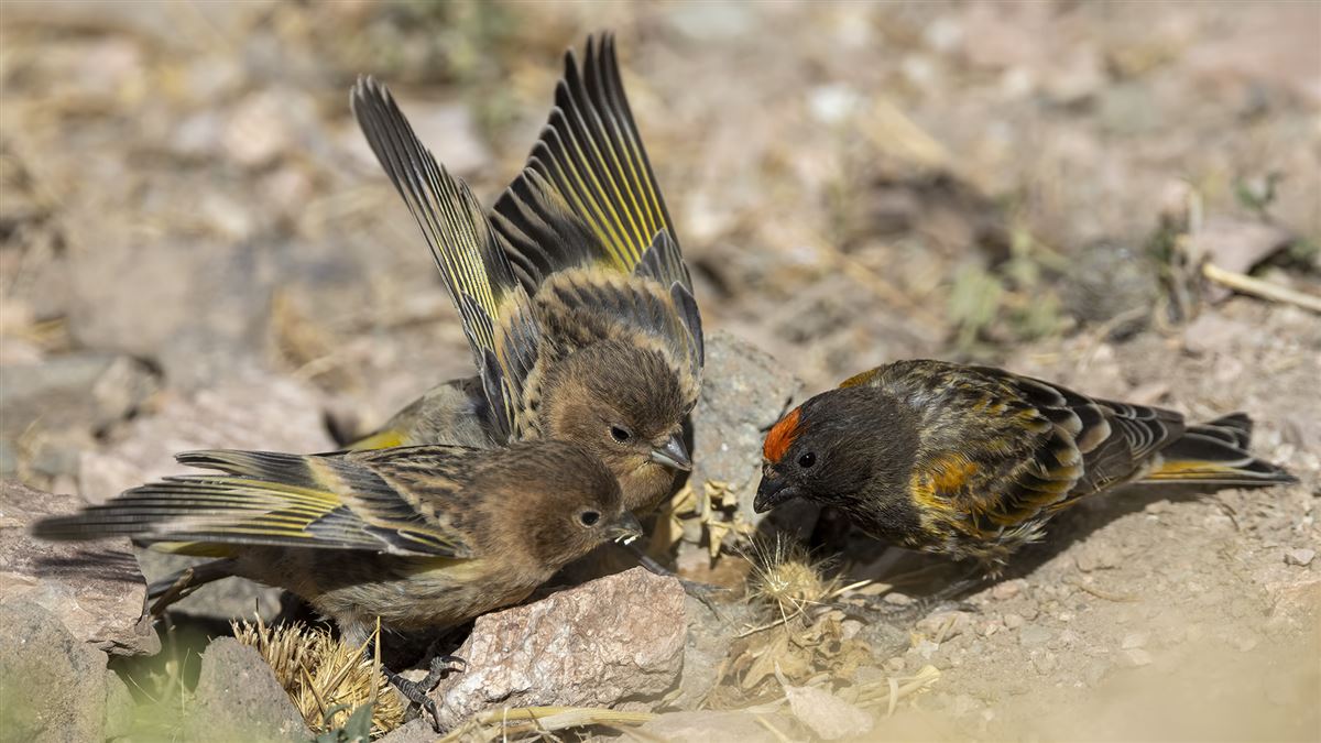 Red-fronted Serin