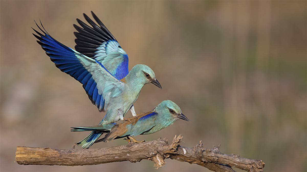 European Roller
