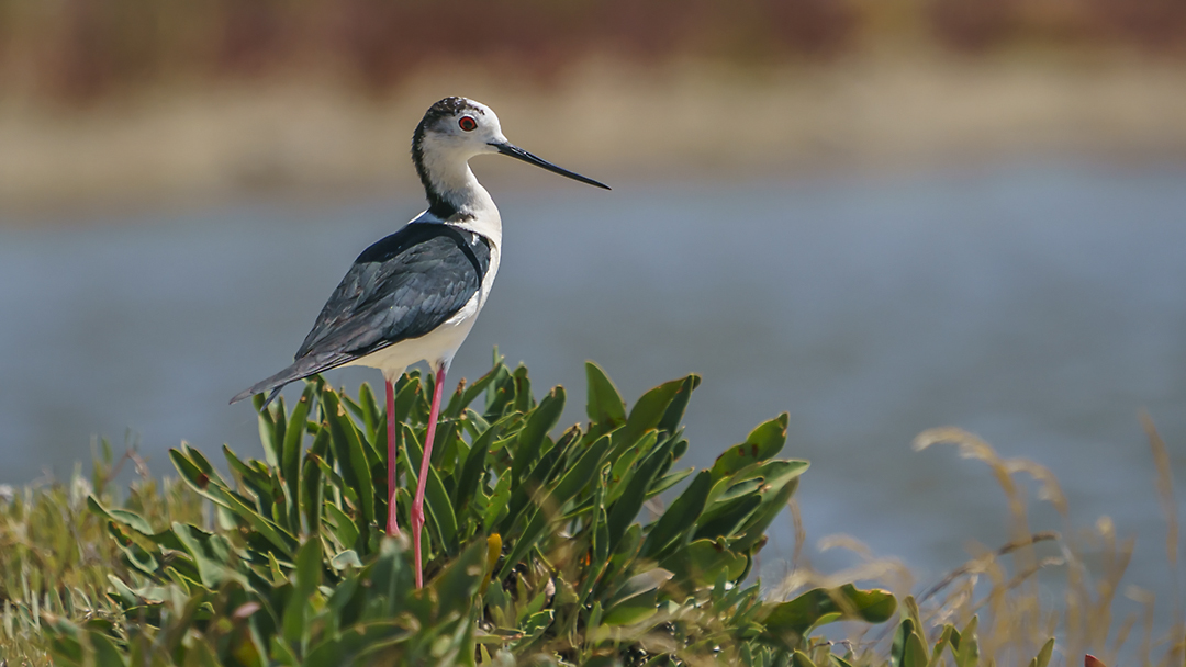 Black-winged Stilt