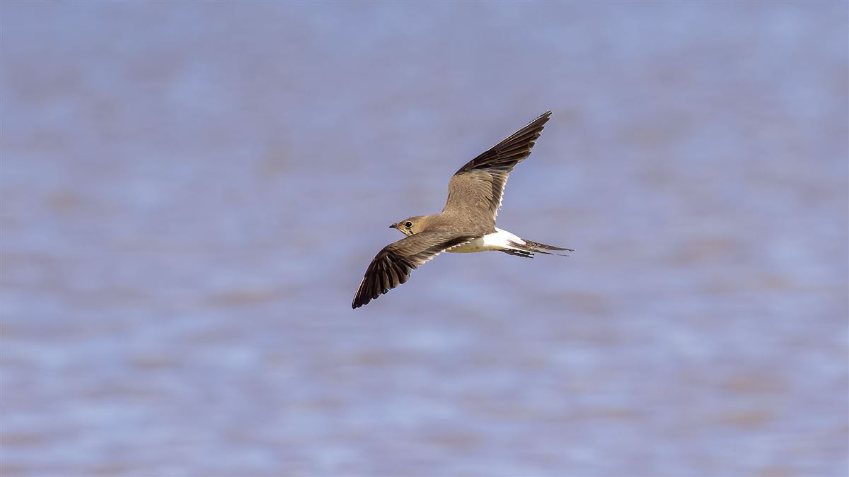 Collared Pratincole
