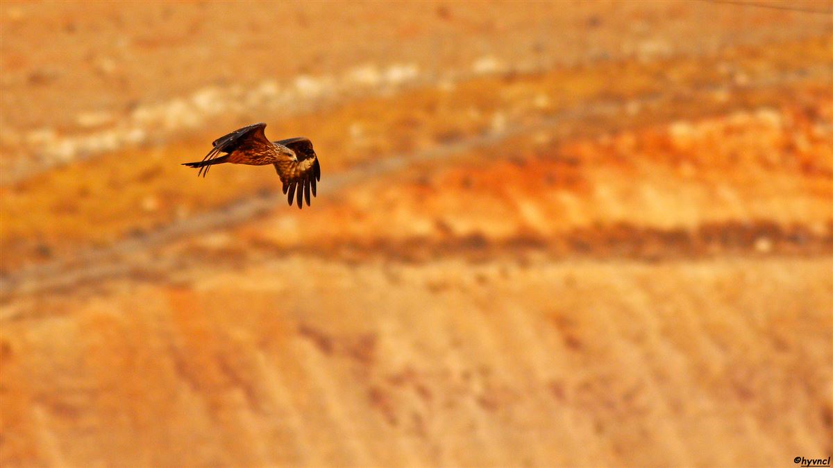 Black Kite