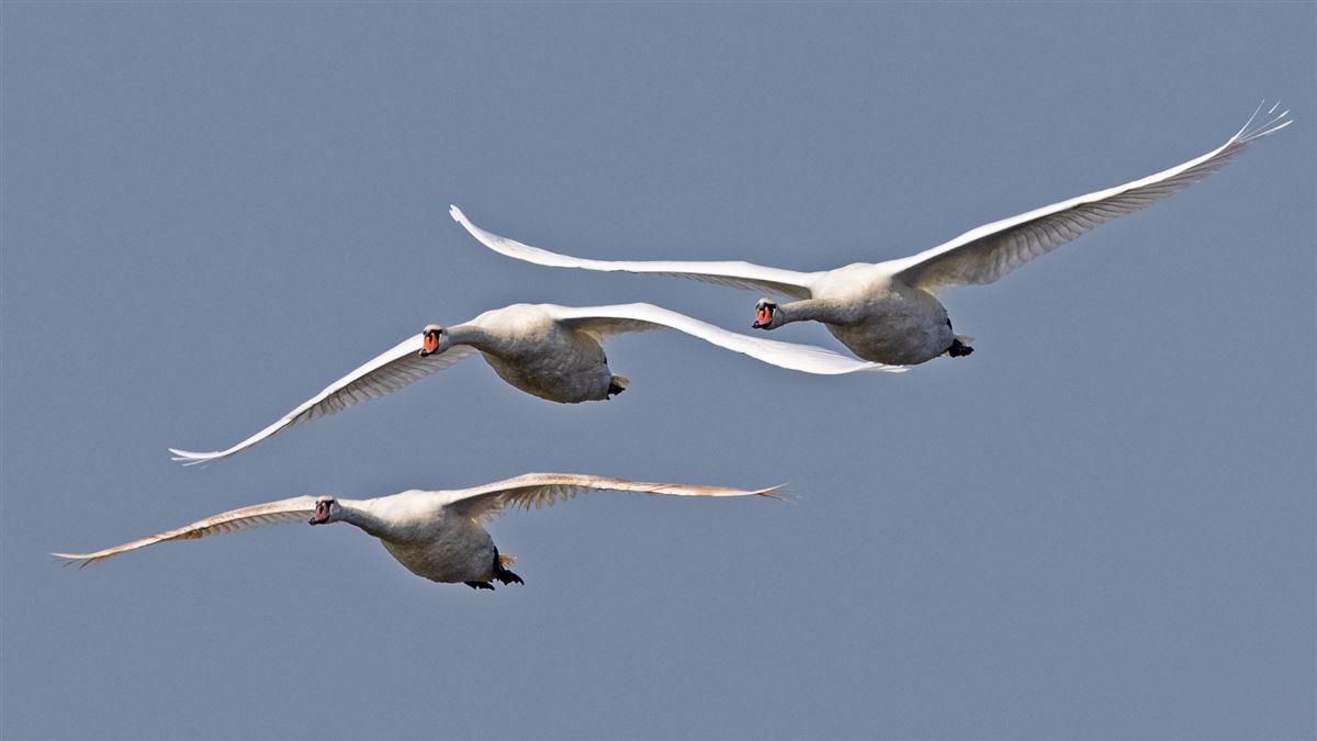 Mute Swan