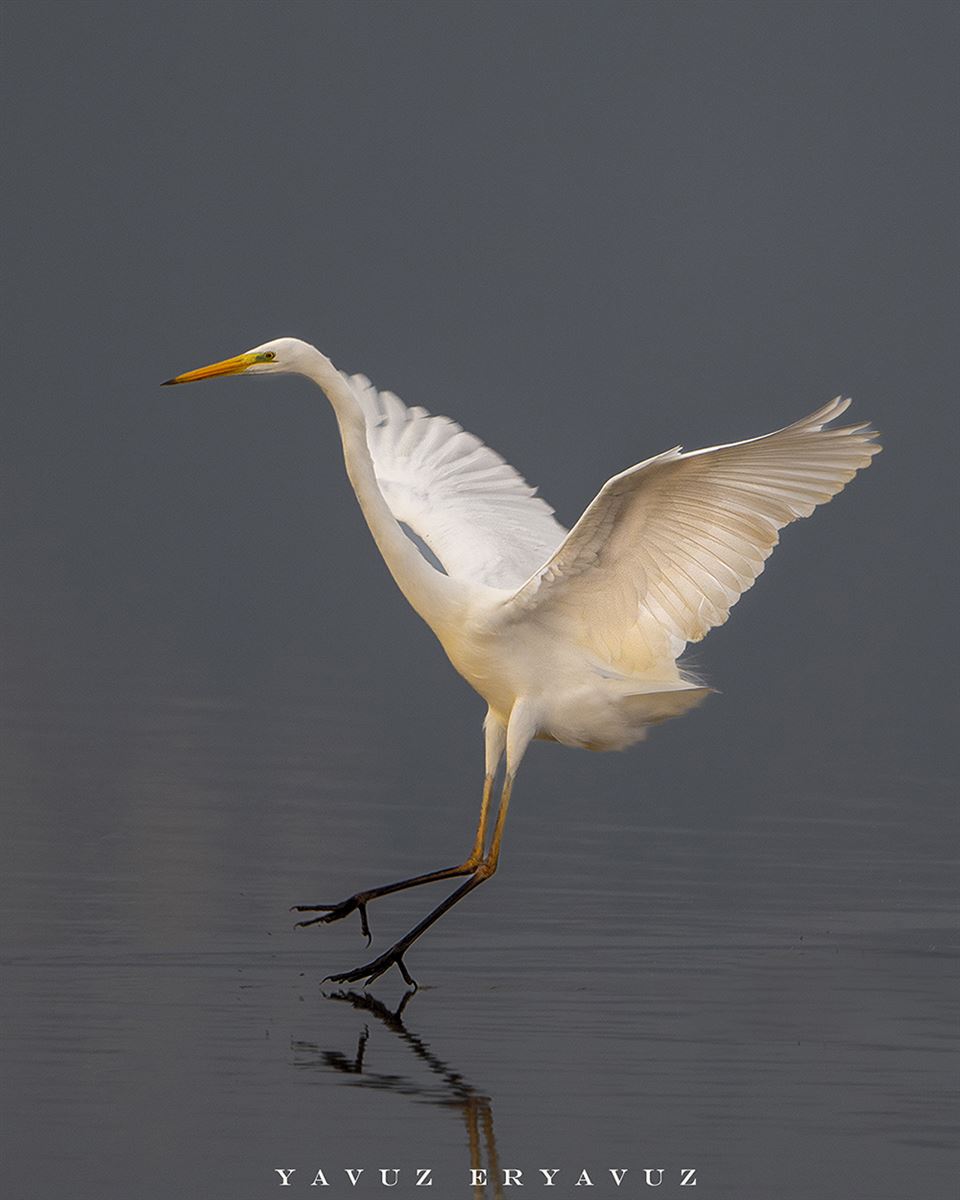 Great Egret