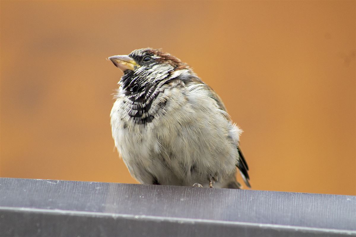 House Sparrow