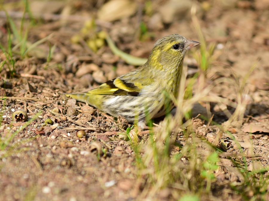 Eurasian Siskin