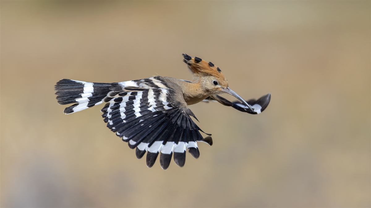 Common Hoopoe