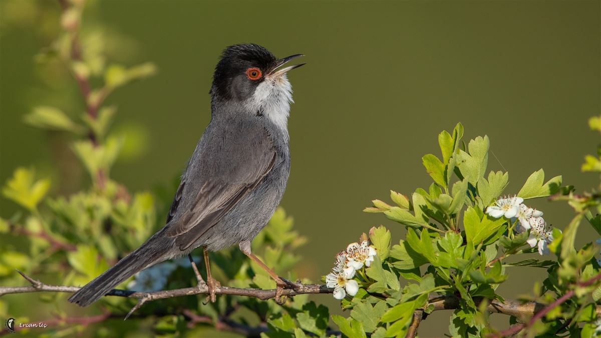 Sardinian Warbler