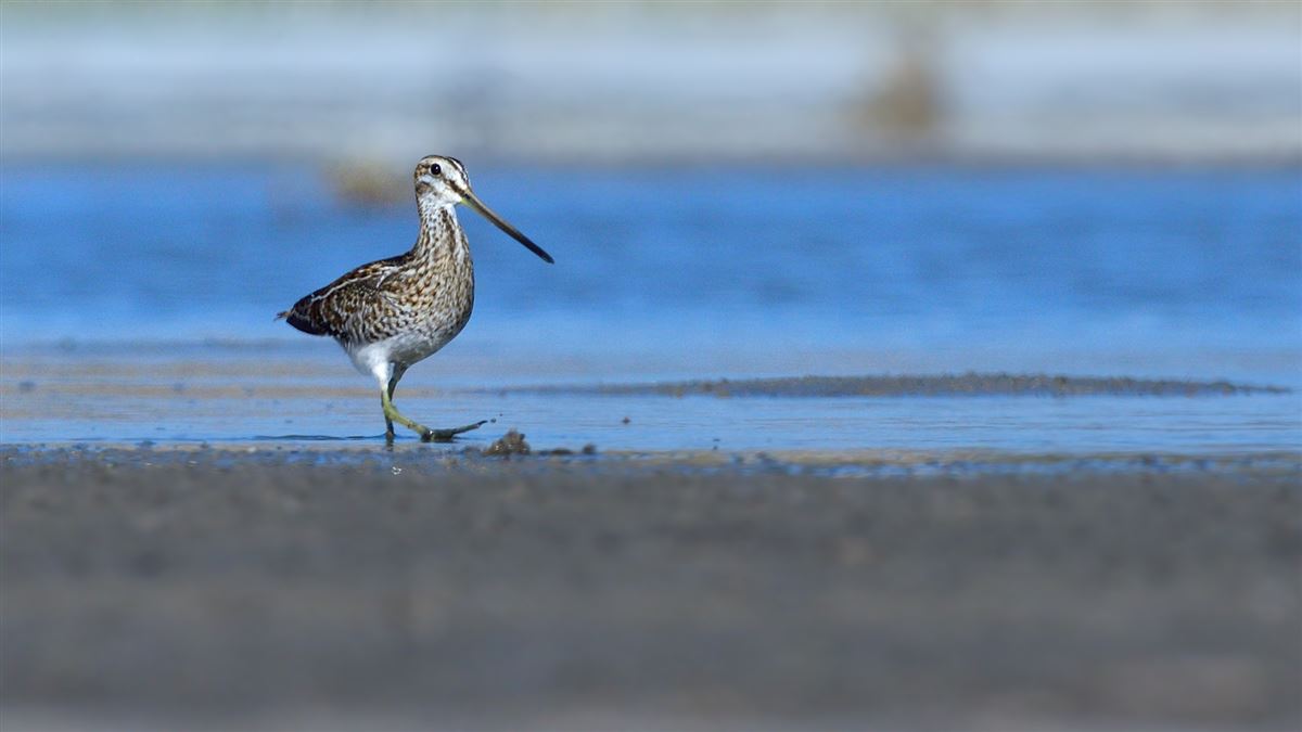 Common Snipe