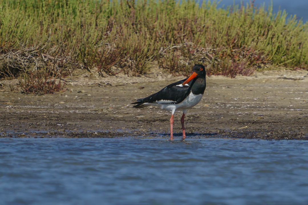 Eurasian Oystercatcher
