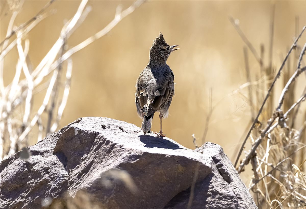 Crested Lark