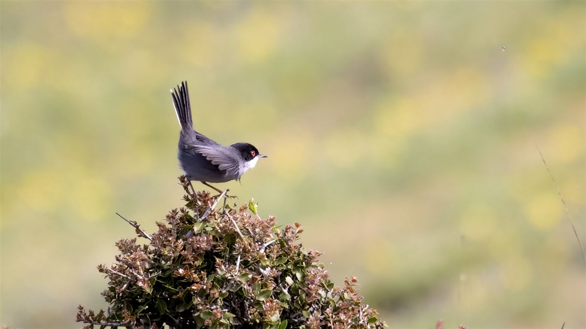 Sardinian Warbler