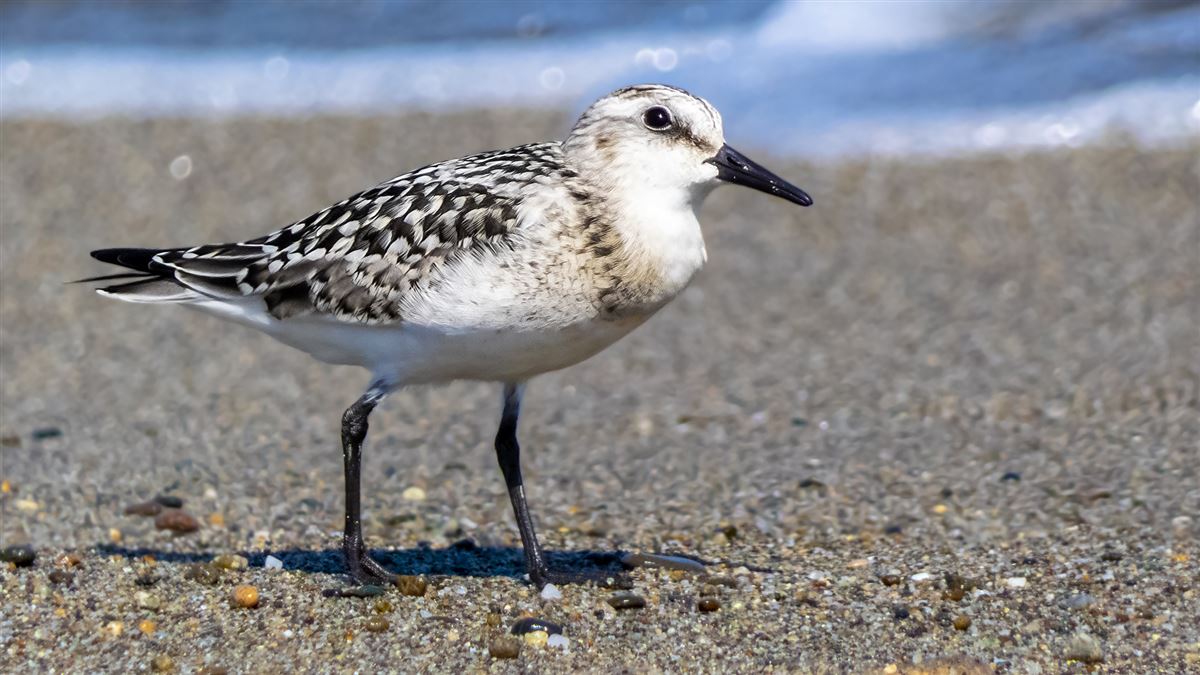 Sanderling