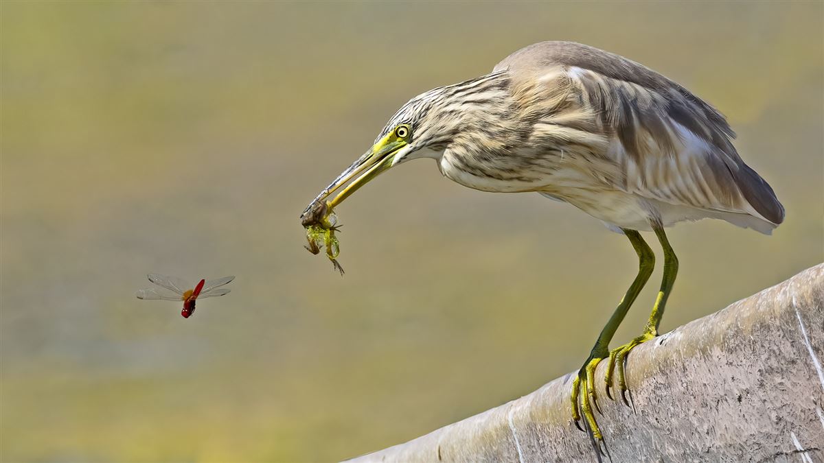 Squacco Heron