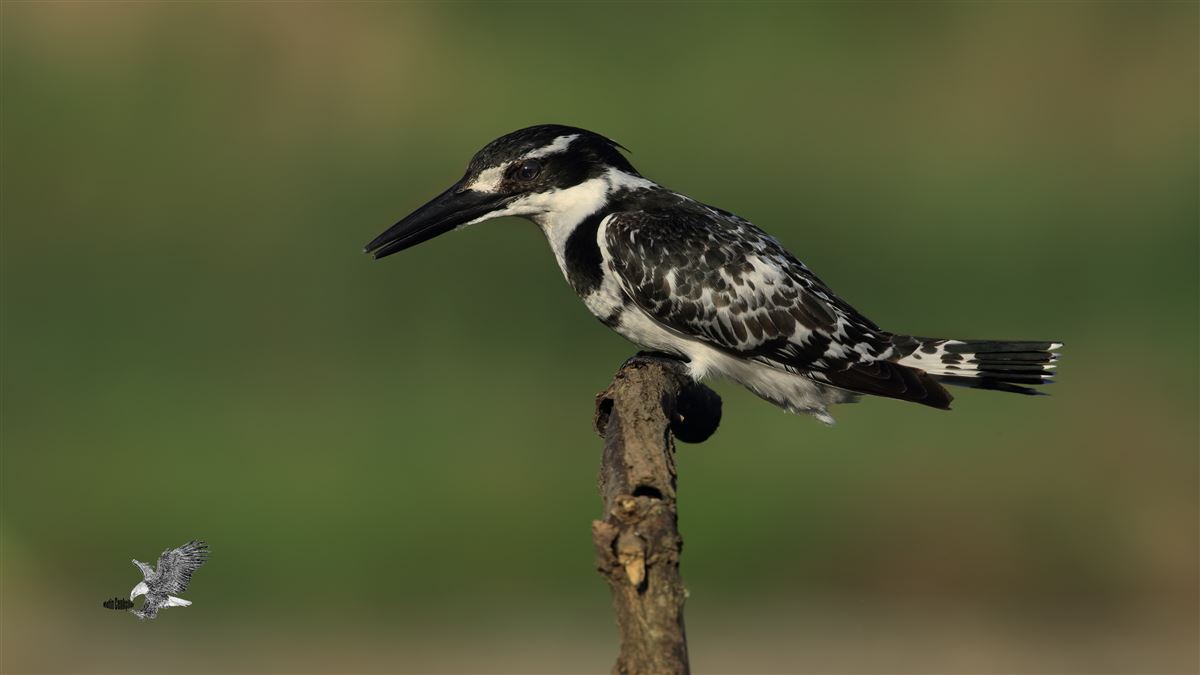 Pied Kingfisher