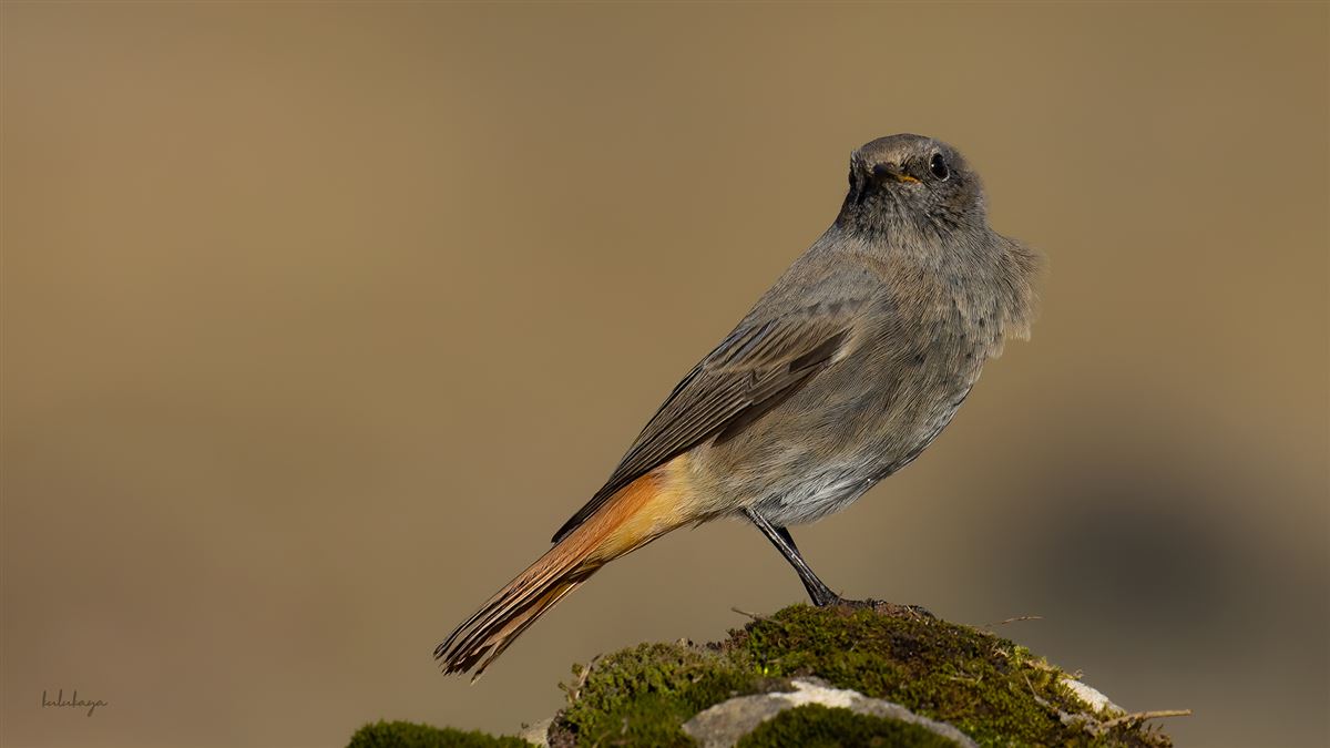 Black Redstart