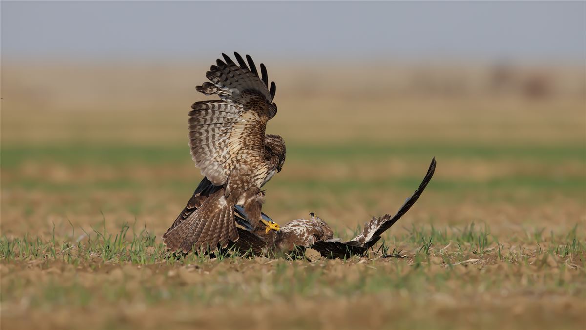 Common Buzzard
