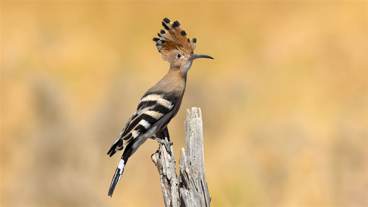 Common Hoopoe